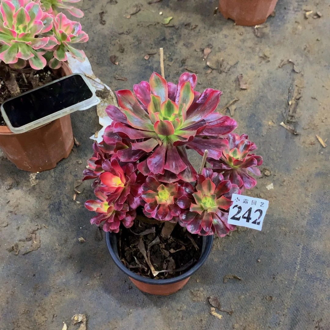 昨**辰多肉植物242歪杆福利88888888
