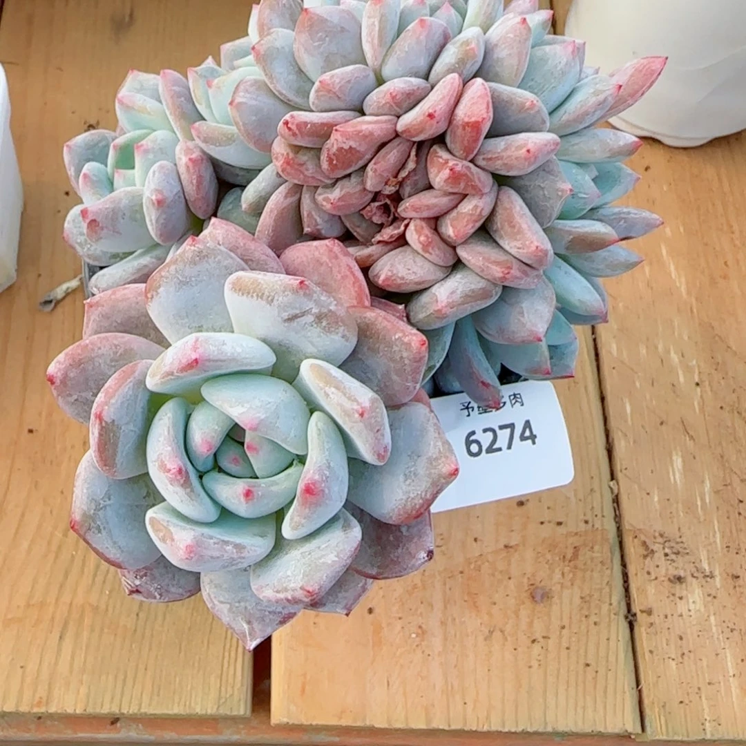 橙子小树缀，6274多肉植物