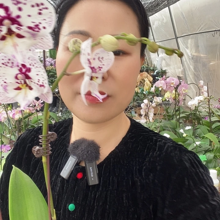 无花朵萤火虫蝴蝶兰