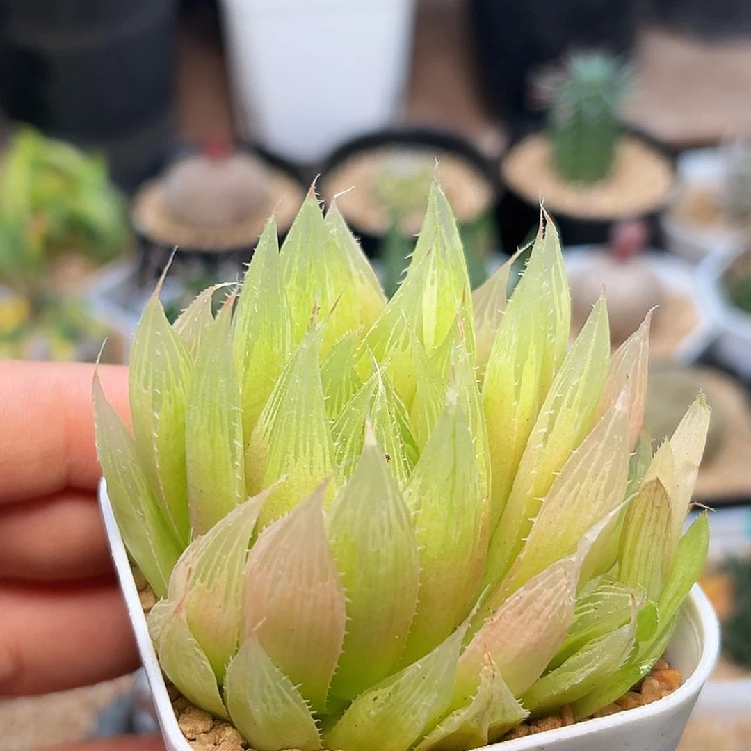 粉钻石玉露一颗