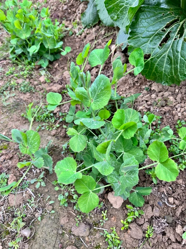 碗豆尖，农村自种！