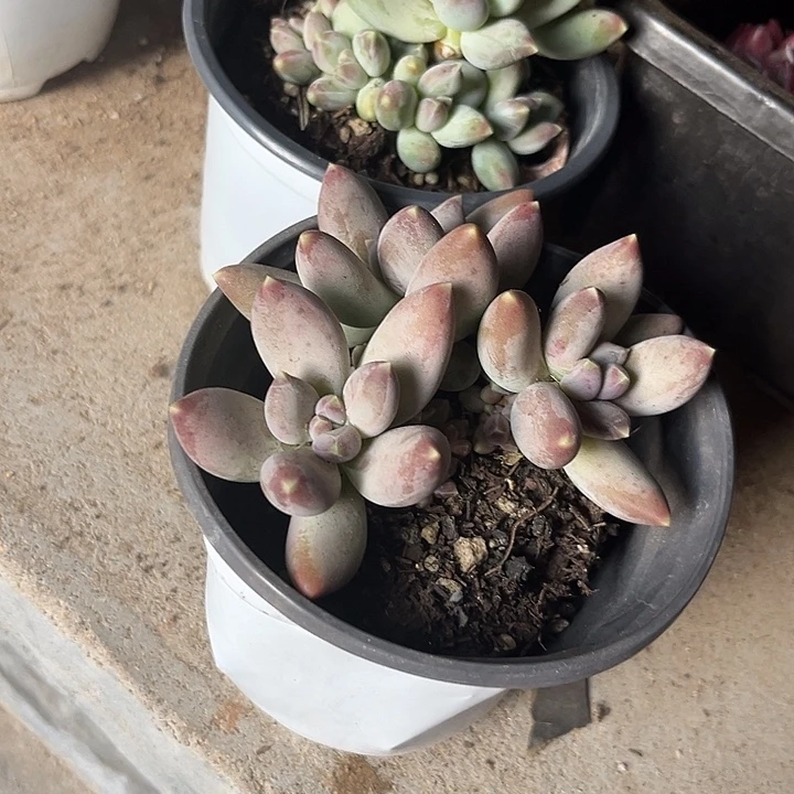 企鹅2个鳄鱼汇集噢噢