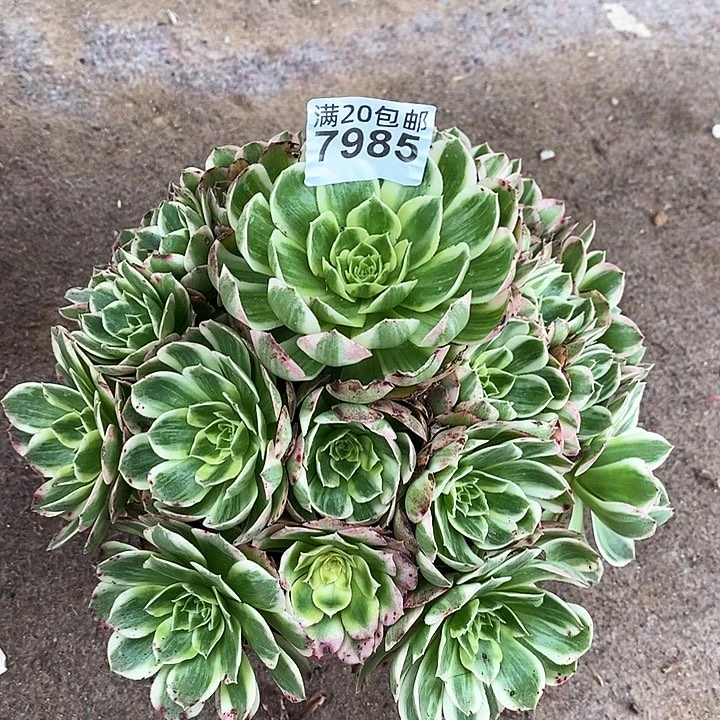 7985 一颗海王法师