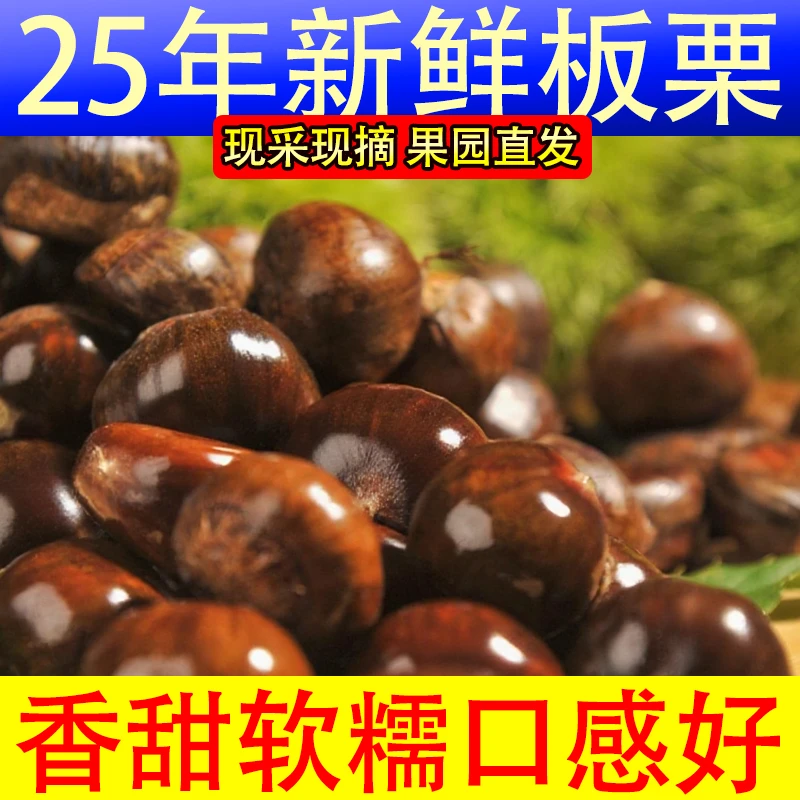 【2025头茬老树板栗】新鲜采摘 果园直发 高山老树香甜软糯个大味美