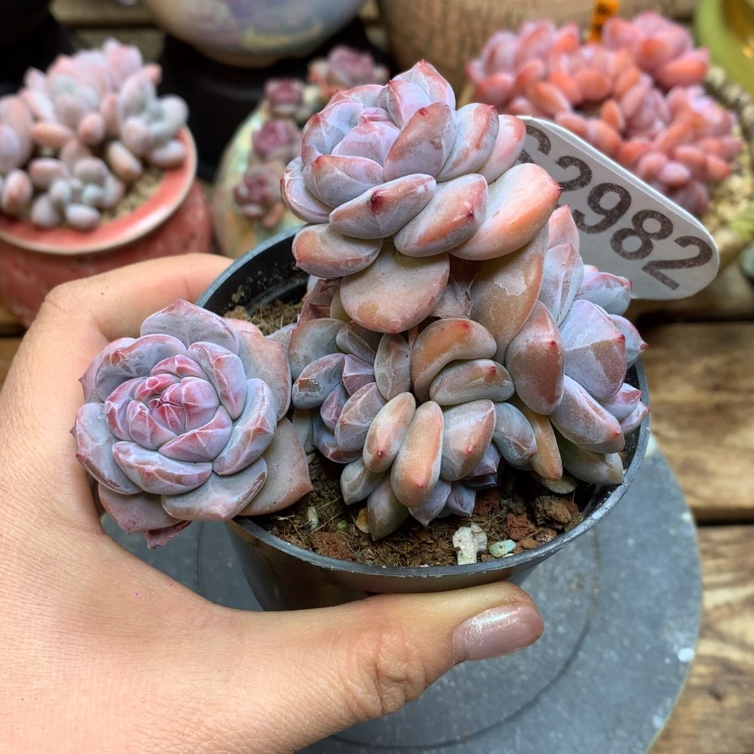 S2982 突尼斯 模特同款