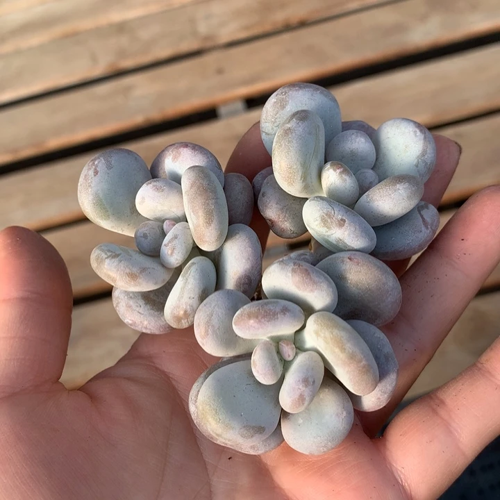 奶酪多肉植物和地