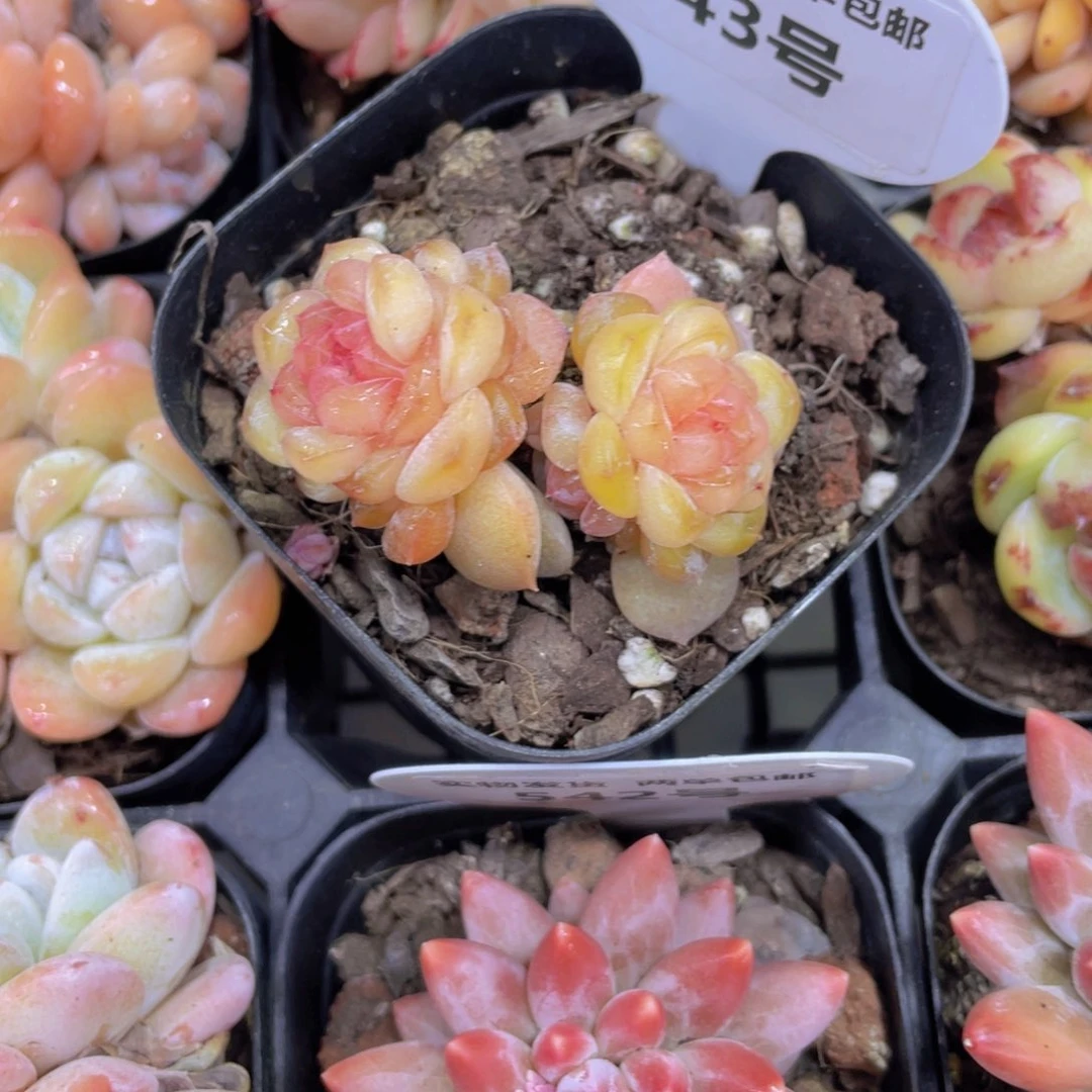 543号 珍妮糖心新品一个 散