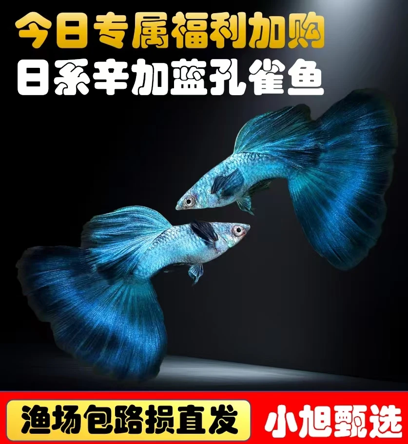 新加坡进口辛加蓝日系蓝精品孔雀鱼淡水热带鱼精品凤尾鱼