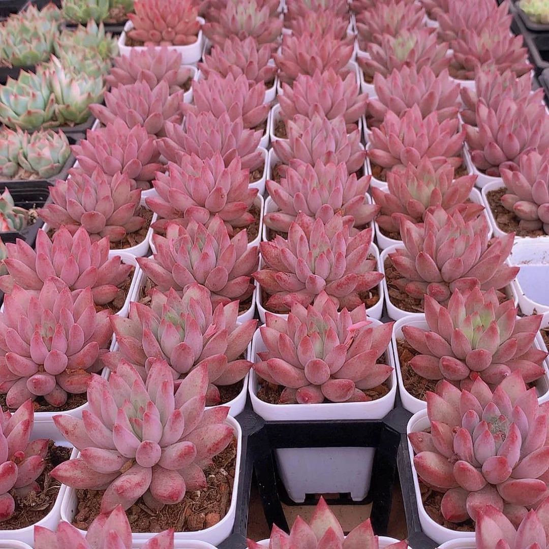 红体虞美人346778899999