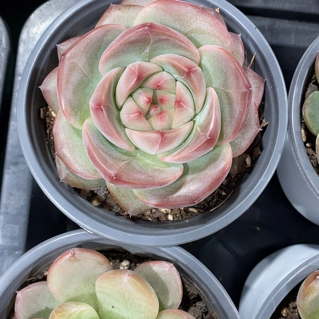 新品珍妮。 包邮。