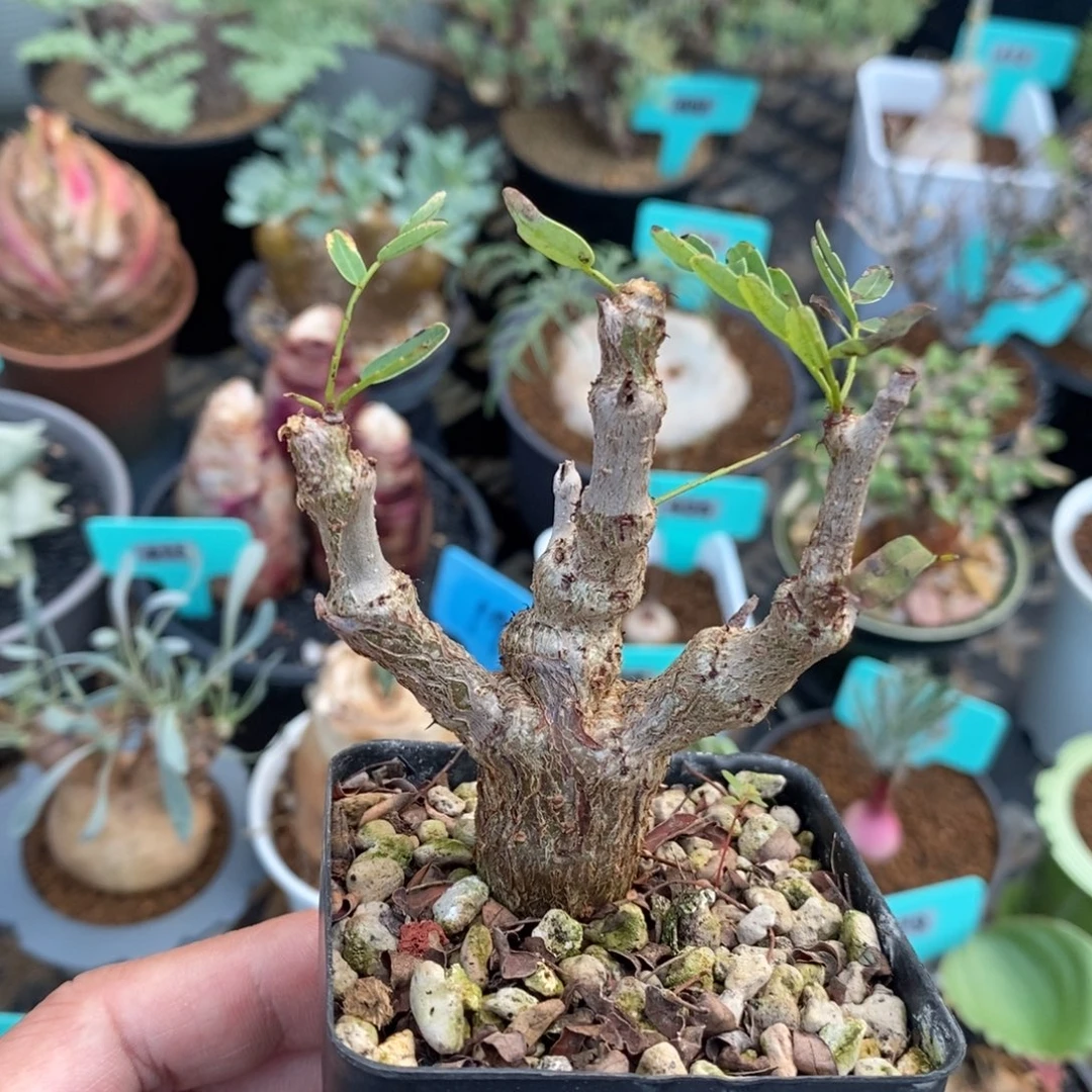 沙漠苏木多肉植物