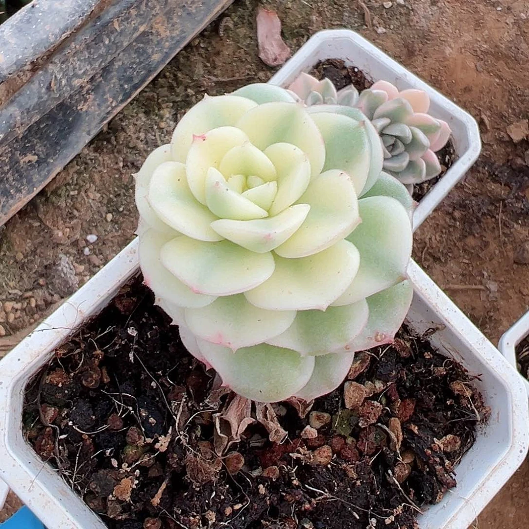 厚叶妮可莎娜锦，宽覆轮锦