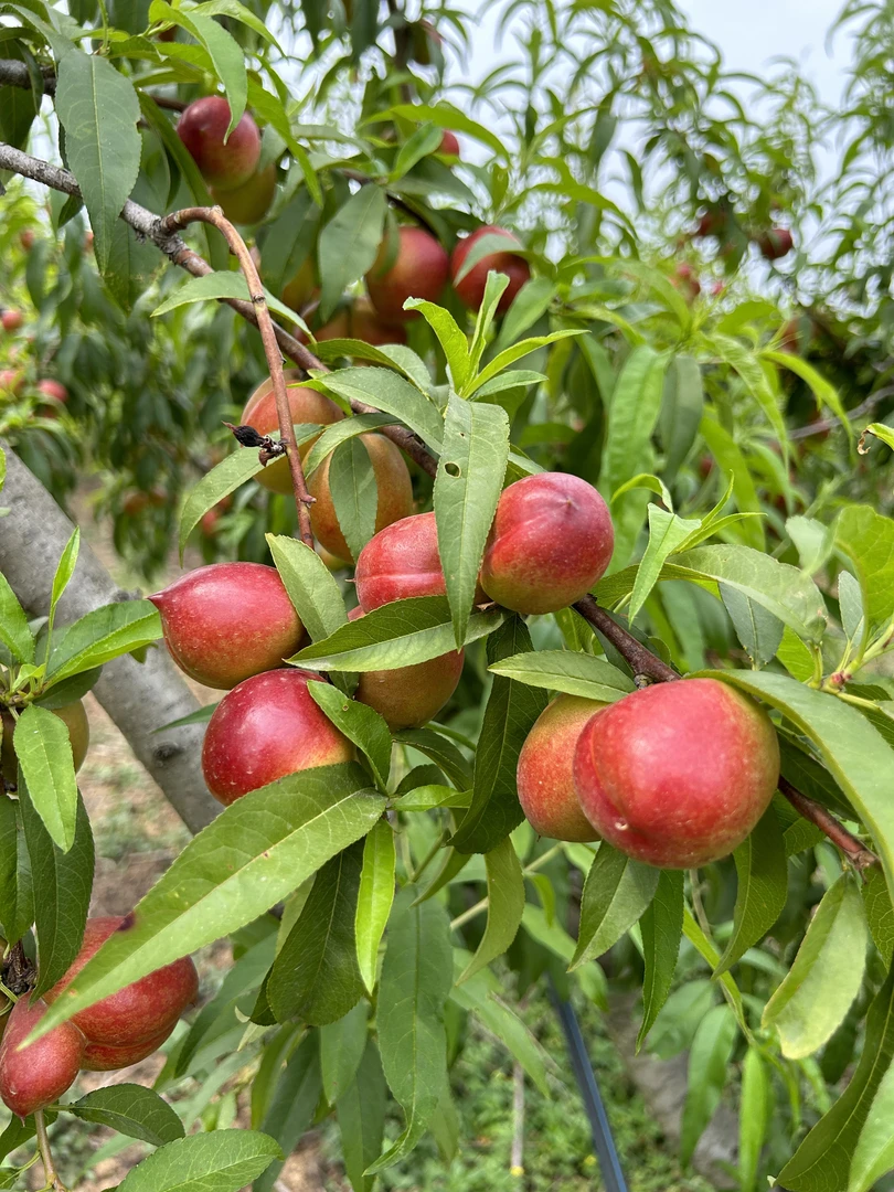 应急甜油桃口感脆甜放软更香甜好吃油桃