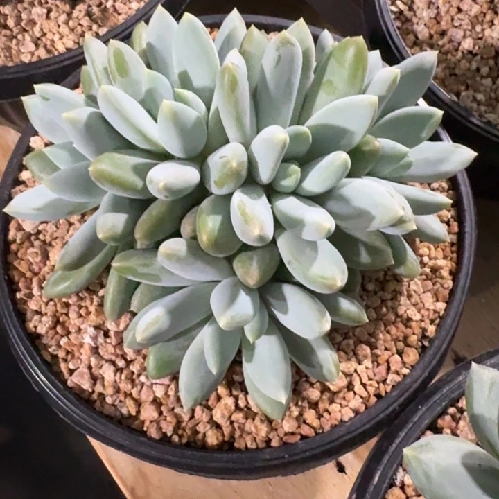 草***冰多肉植物哥特萝莉