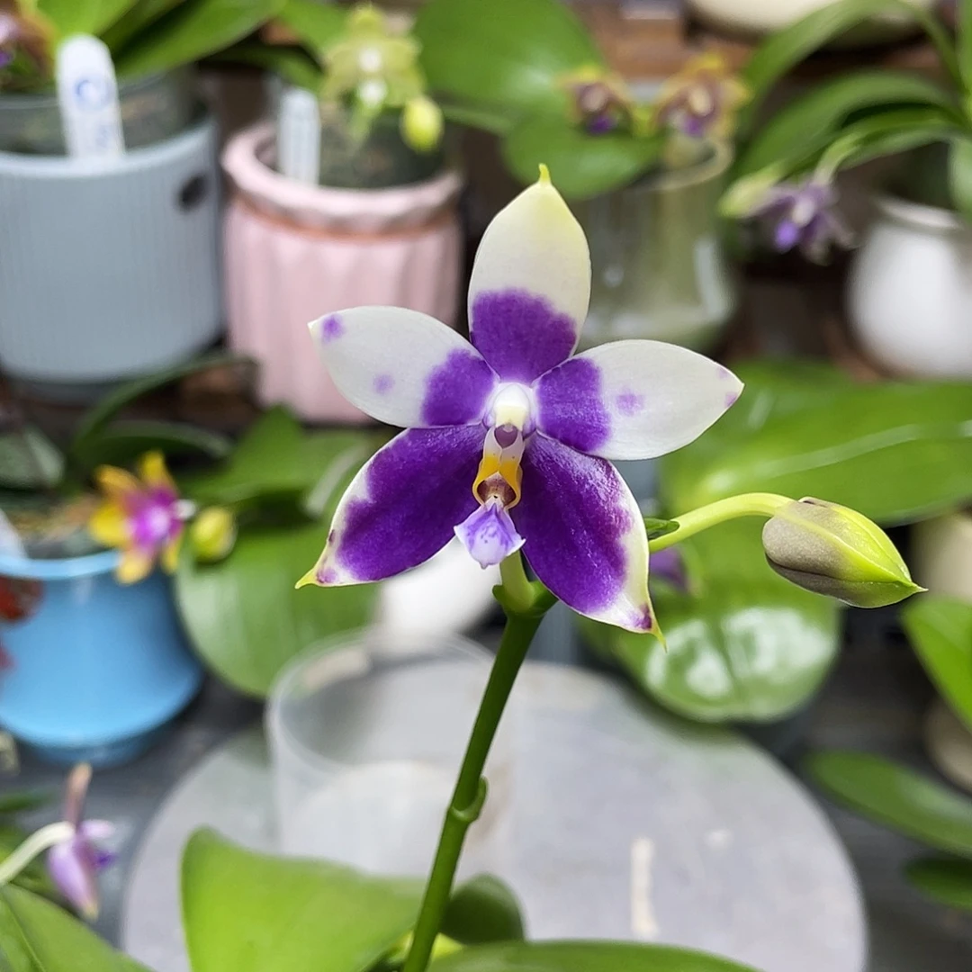 完全开放珍豹2.5寸