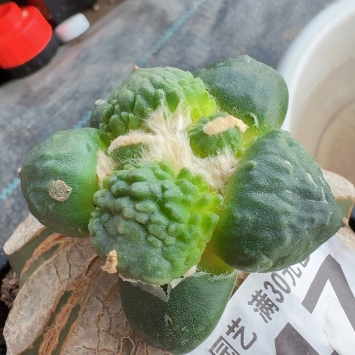 无花朵247蛋怒牡丹一号