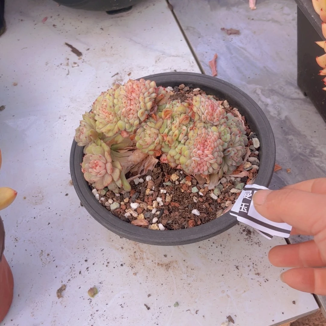 白胖子缀多肉植物2862