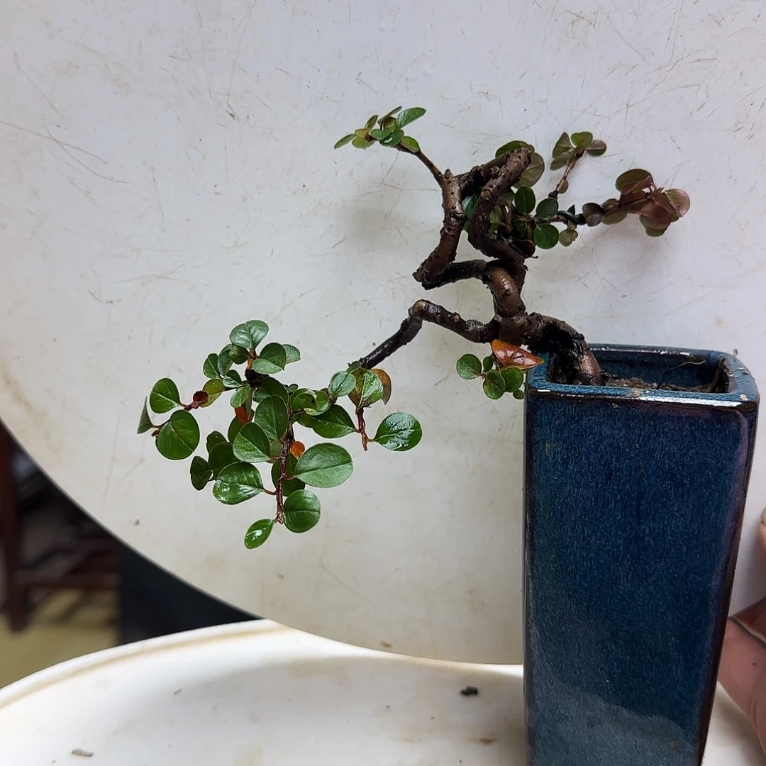 可***乐无花朵红花荀子都包邮