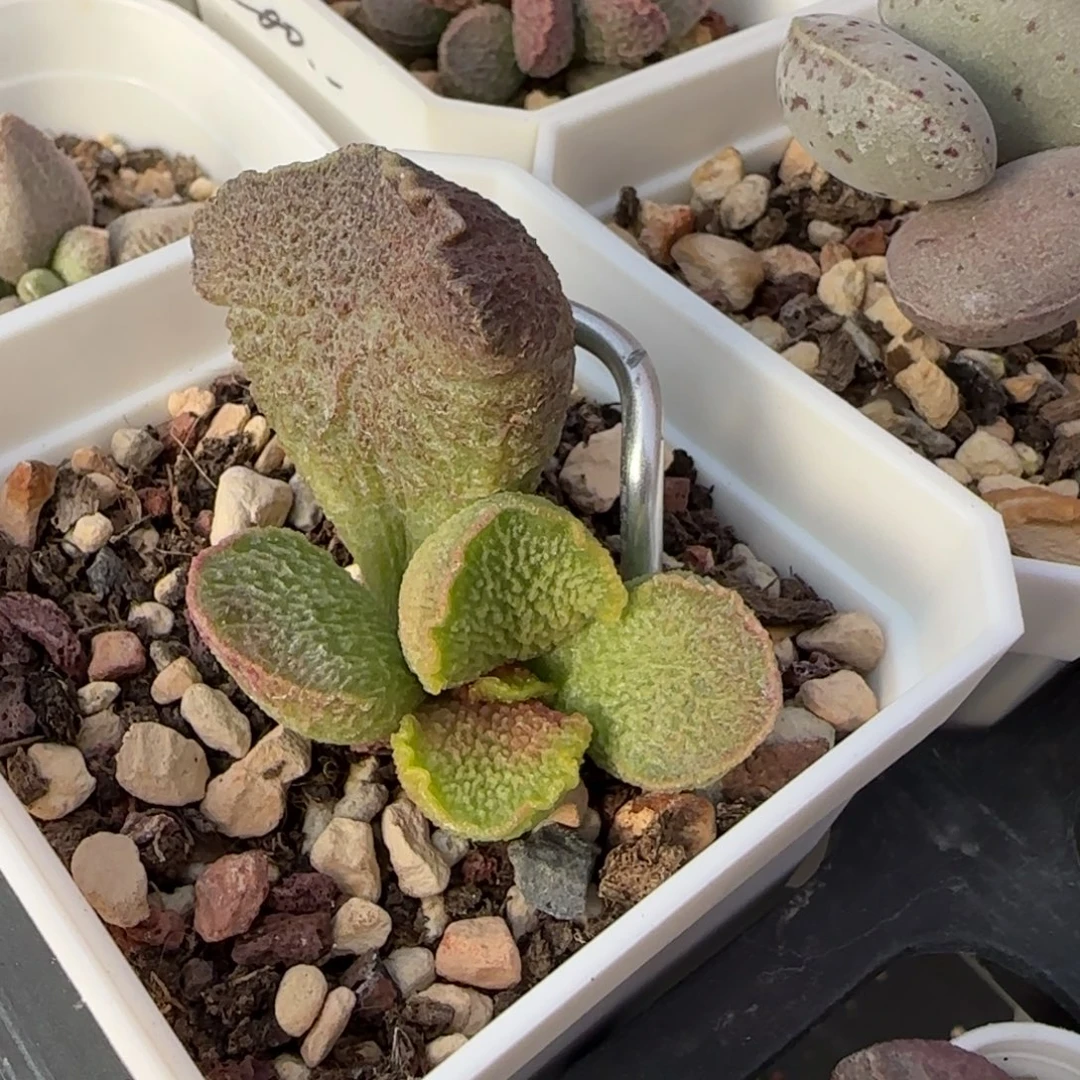 波斯毯水泡多肉植物