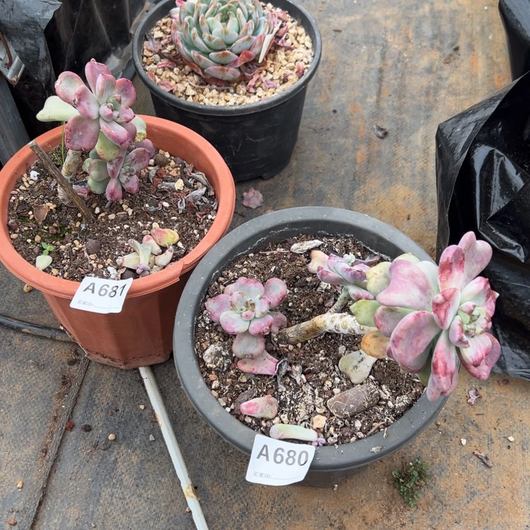 小****紫乐石化变异多肉680.681号多肉