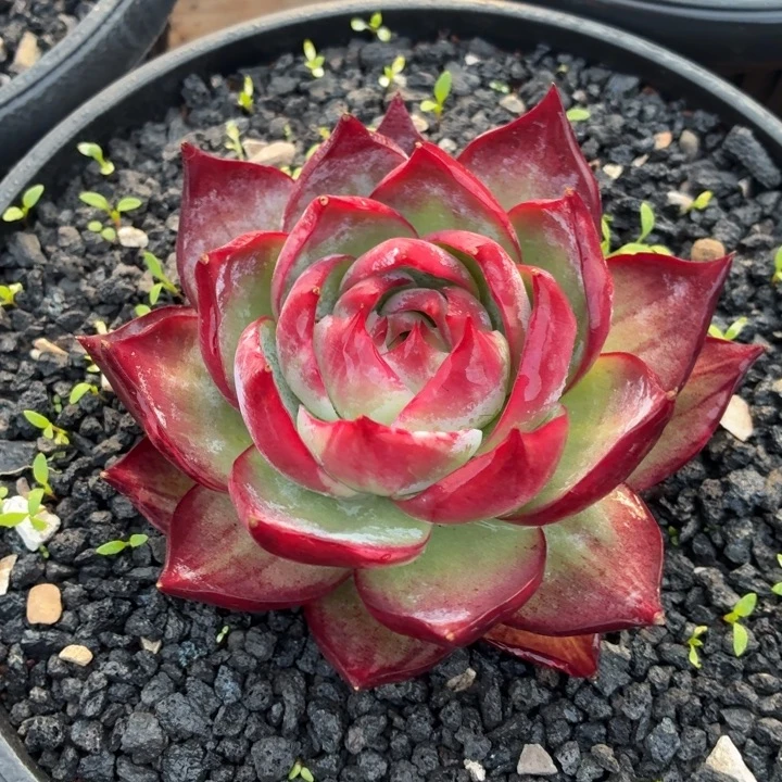 多肉植物惊鸿仙子