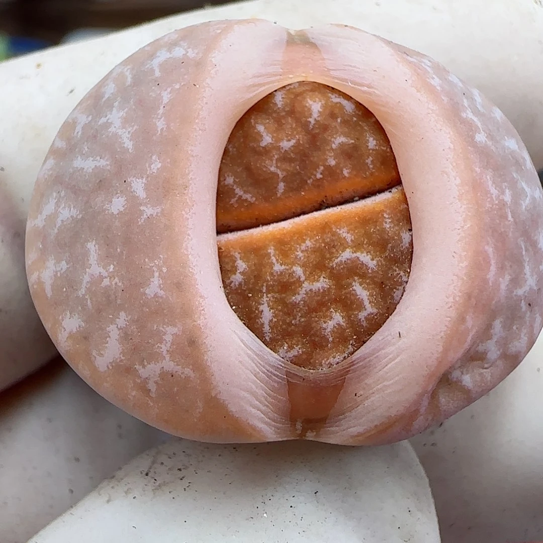 034拿铁福利福利