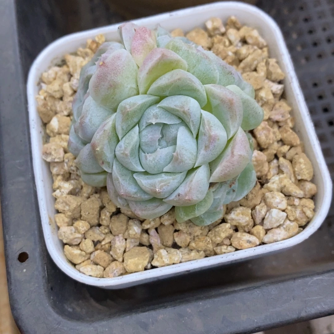 精品多肉一物一拍不包整11