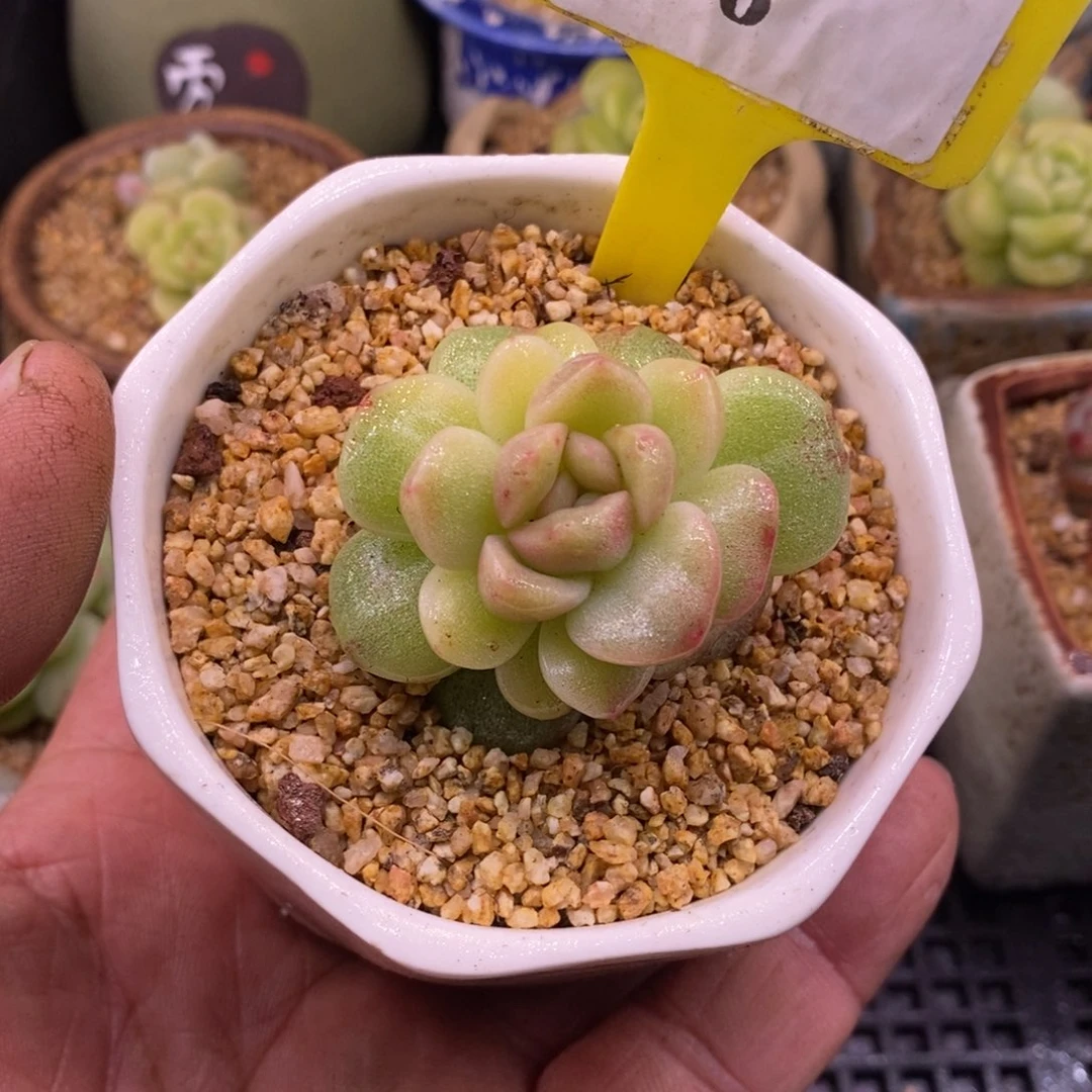 46冰玉拉丝黄锦，开播福利