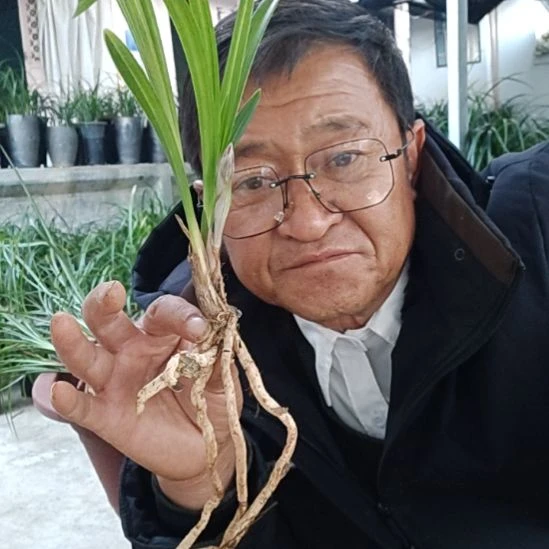 完全开放莲瓣兰的品种荷之冠