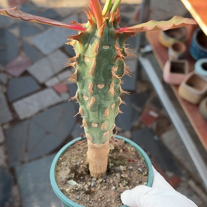 喷火龙仙人球123