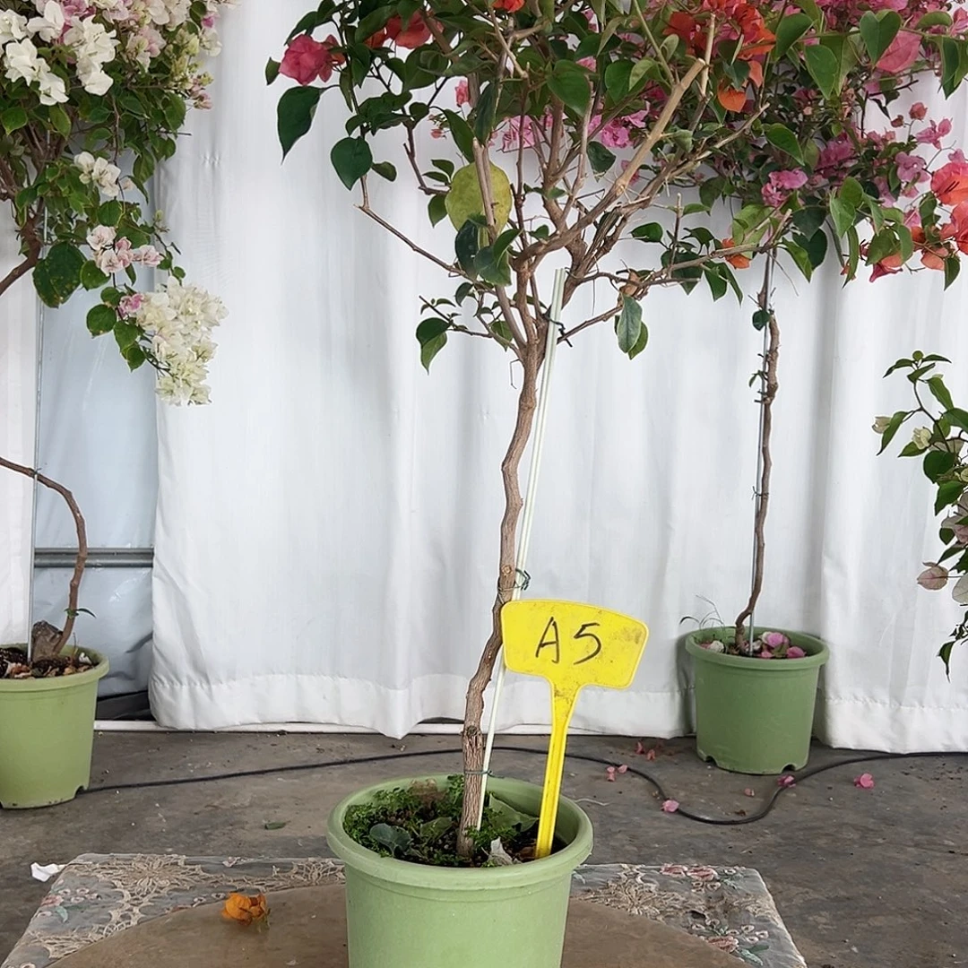 H***～大部分花苞少量开放A5泰国橙