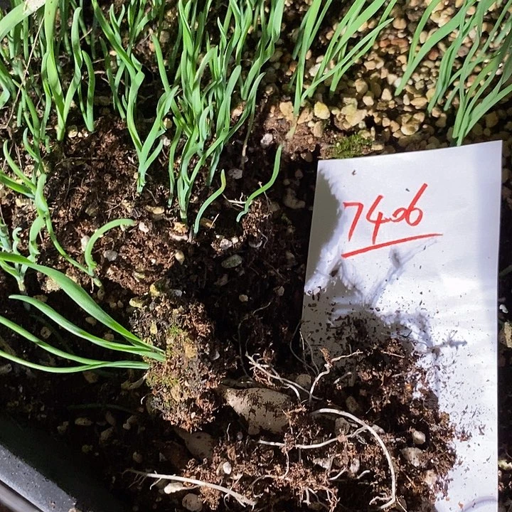 7406。 细叶弹簧草黛安娜一颗。