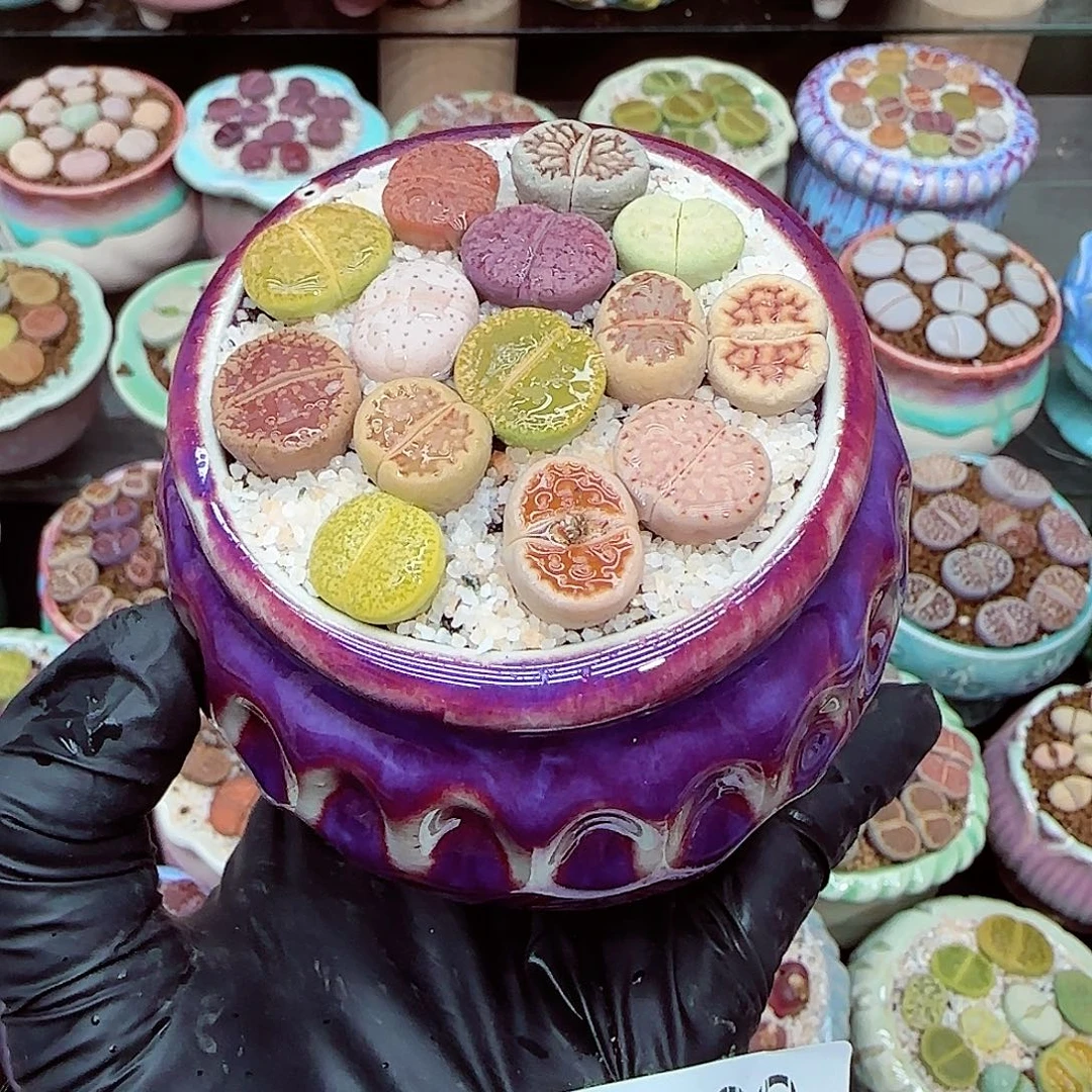 生石花满18包邮1229-99