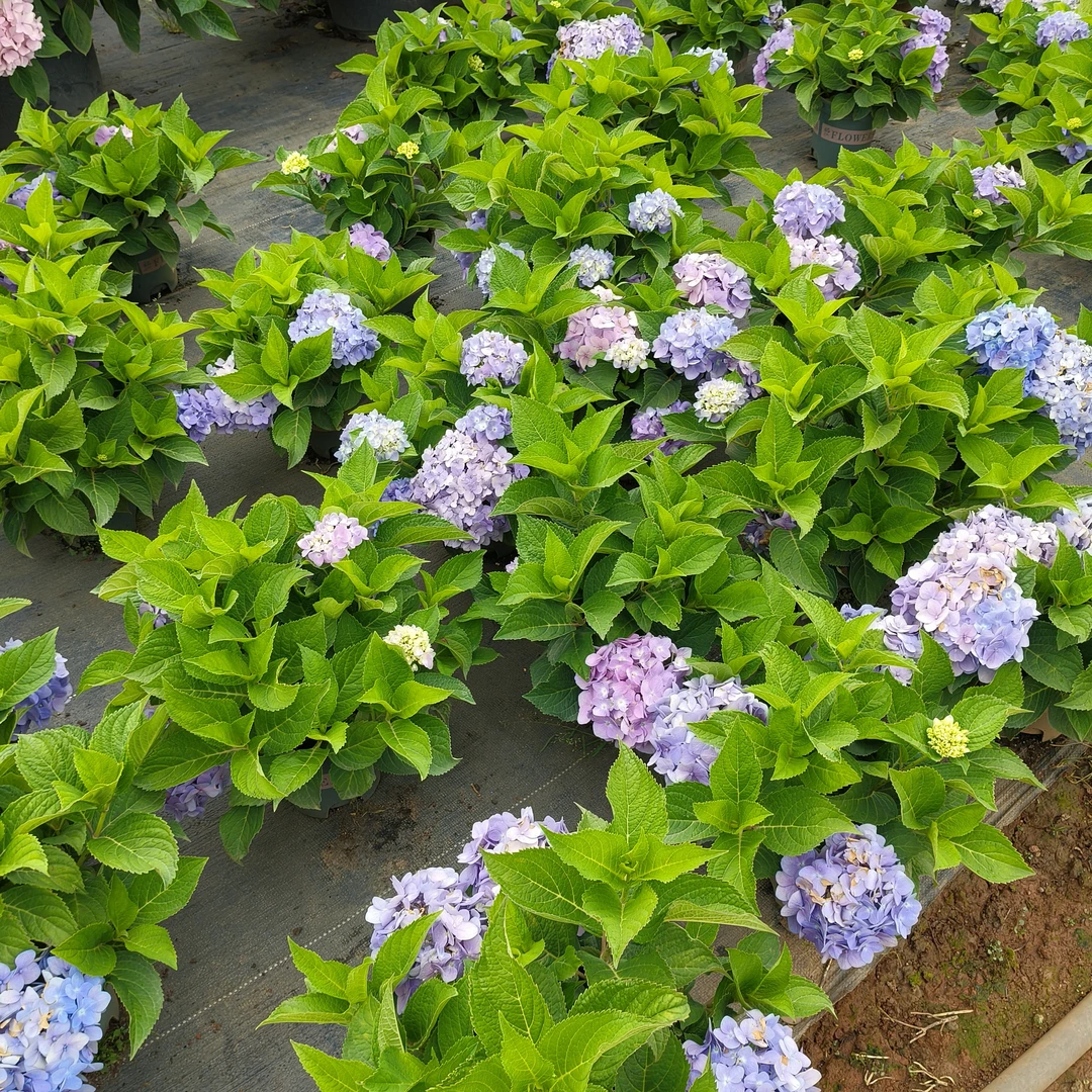 无尽夏绣球花少量花或不带花  1.5加仑带盆栽好