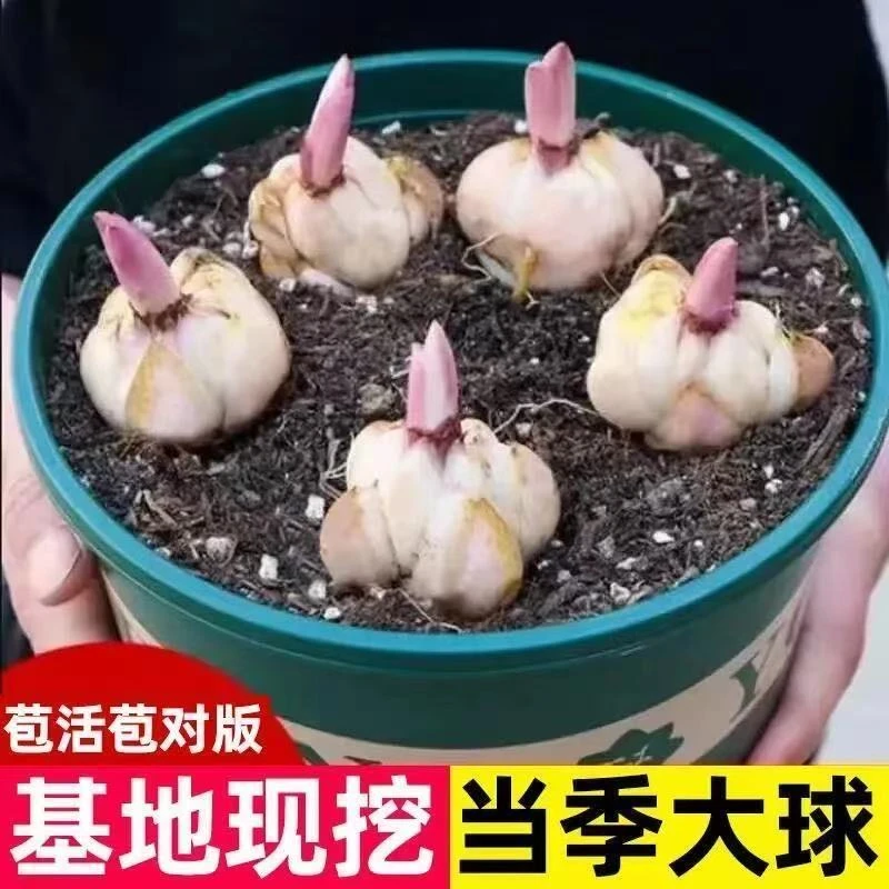 百合种球带芽百合大种球四季开花阳台庭院花卉送肥料