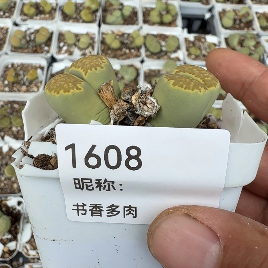 梅***三多头。
