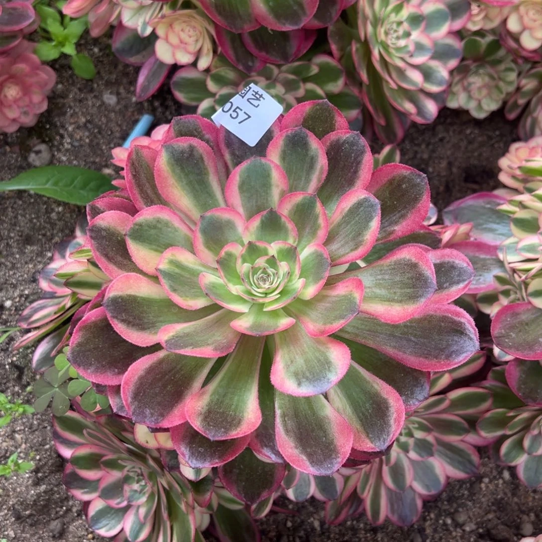 玉姿大手捧多肉植物057