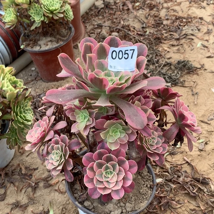 0057美杜莎手捧东