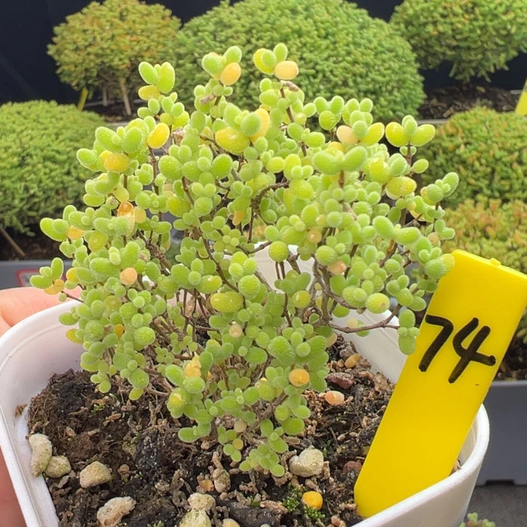 蜜橘枝干74号5cm盆