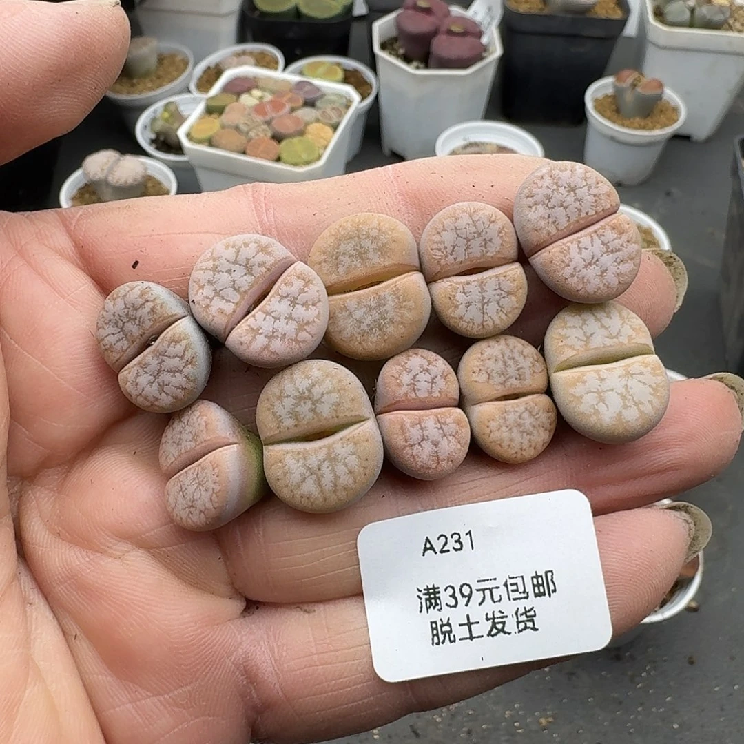 231多肉哈哈哈哈哈哈哈