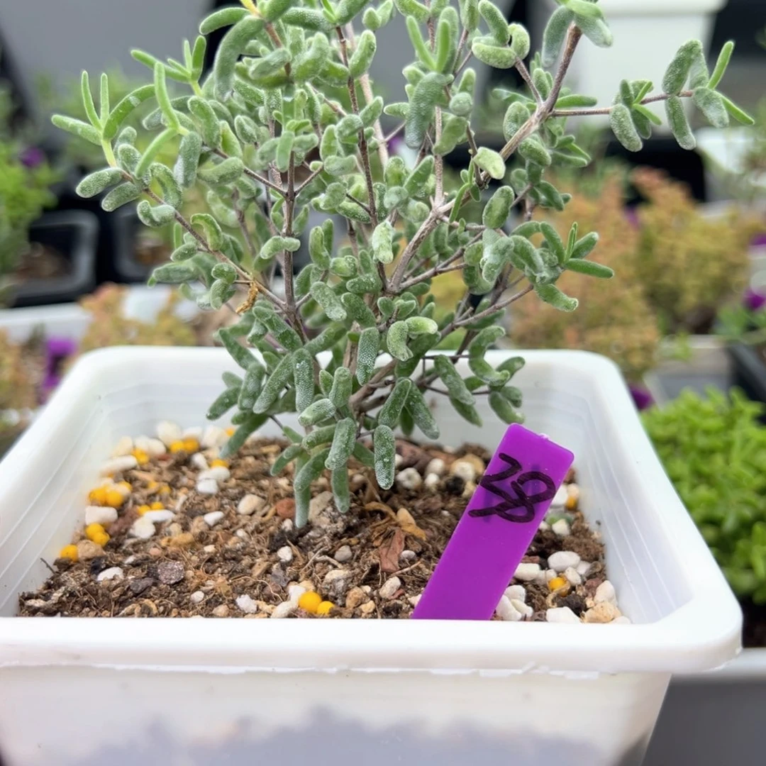 38号彩虹卷12厘米盆