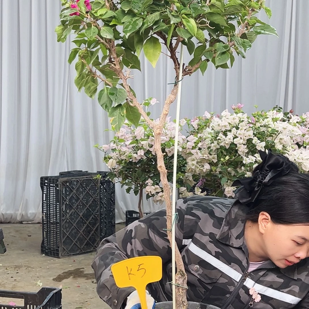 红***豆大部分花苞少量开放K5菲菲娜