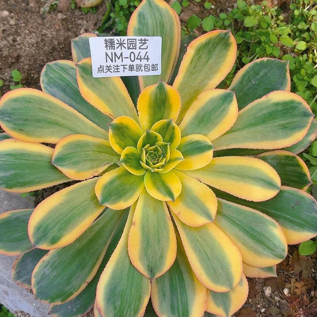 黄龙多肉植物044