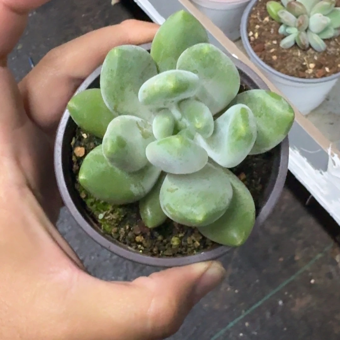 X系列美人新品 一物一拍