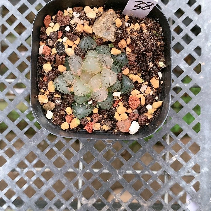 38霓虹灯一物一拍