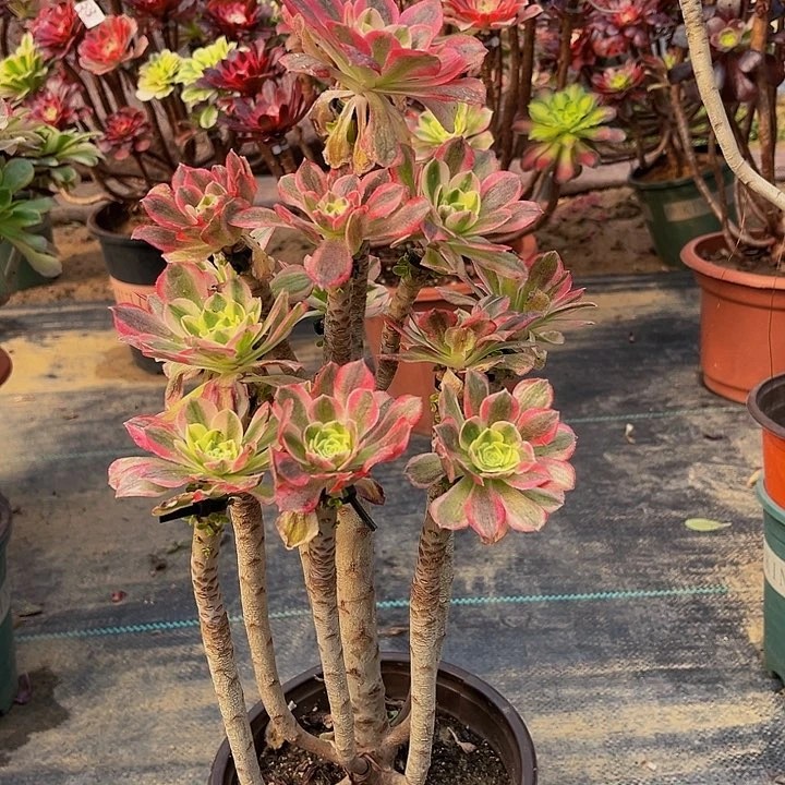 嫁接倾城一物一图28