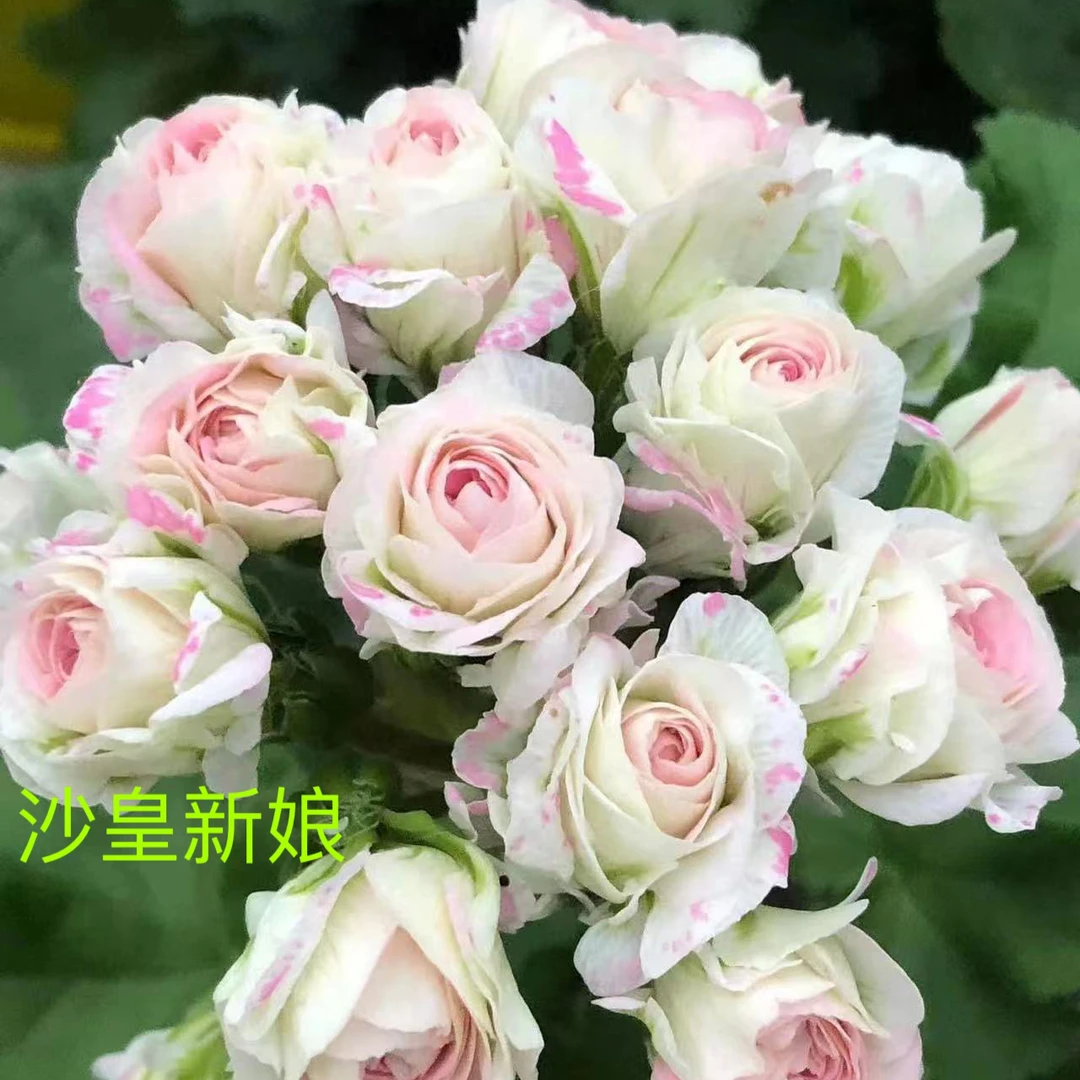 天竺葵花卉【沙皇新娘】颗型不大