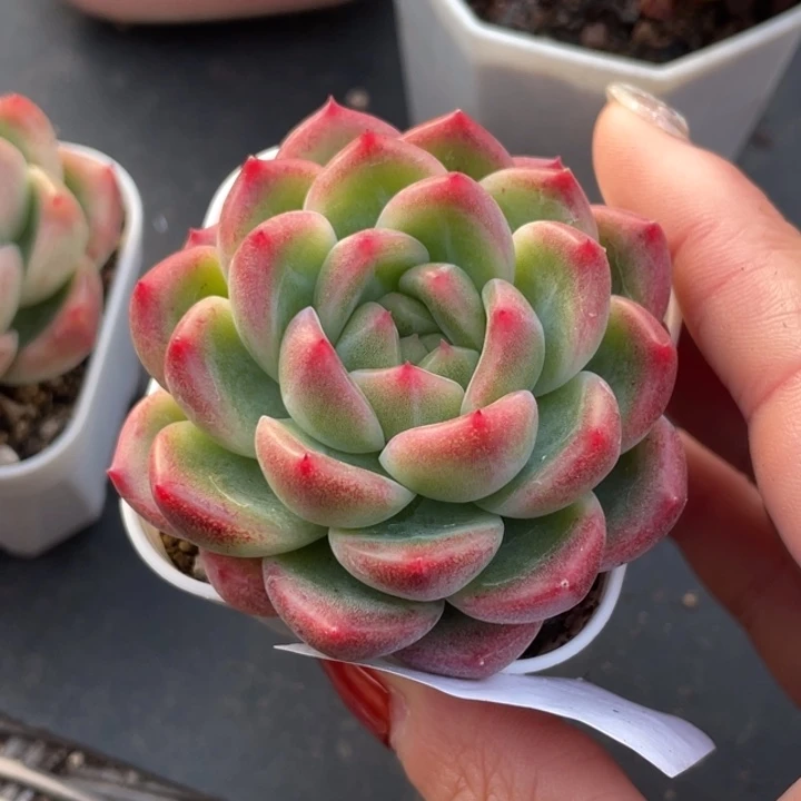 596号糖心冰心珍妮