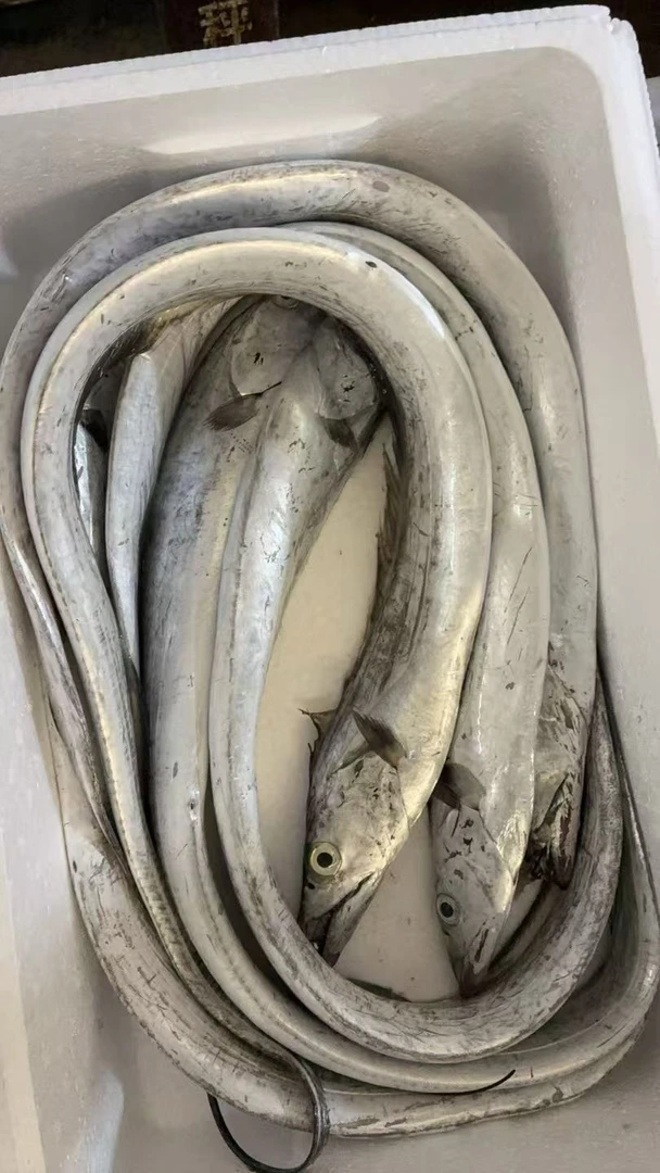 渤海湾带鱼五斤（单条一斤～一斤半）