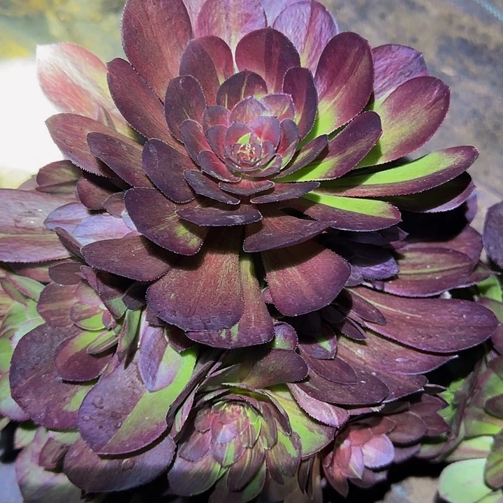 精品花月夜捧花亏本福利